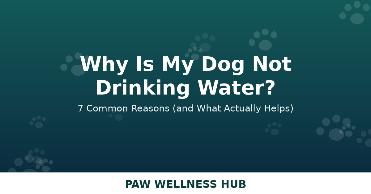 Why Is My Dog Not Drinking Water? 7 Common Reasons (and What Actually Helps)