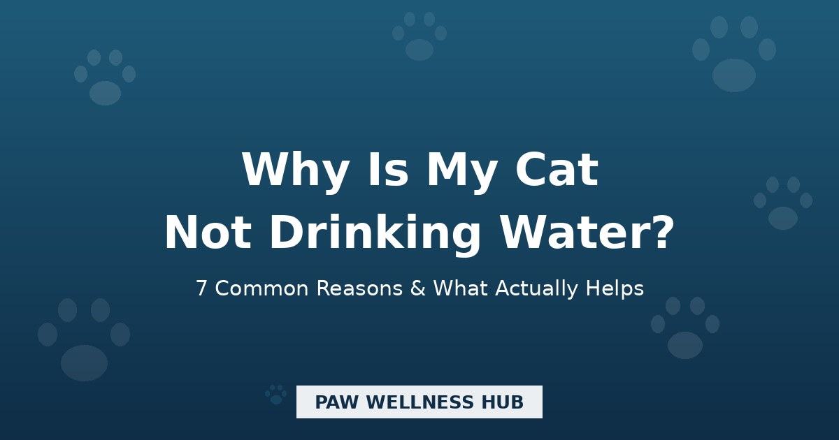 Why Is My Cat Not Drinking Water? 7 Common Reasons (and What Actually Helps)