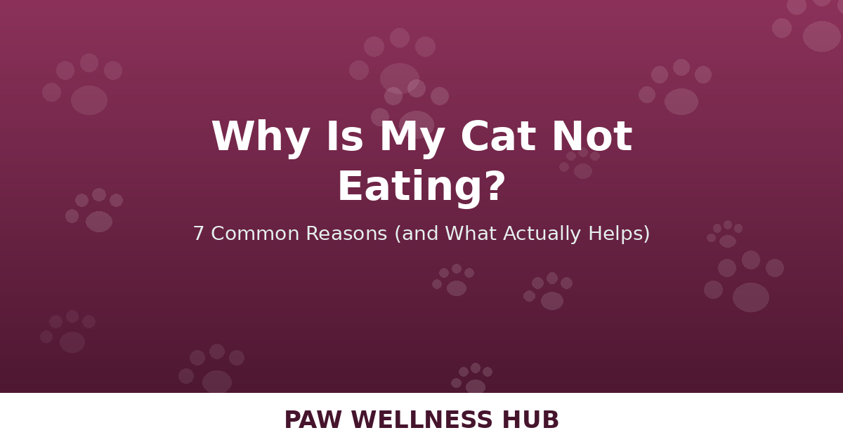 Why Is My Cat Not Eating? 7 Common Reasons (and What Actually Helps)